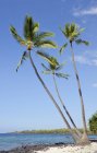 Estados Unidos, Hawaii, Big Island, Honaunau-Napoopoo, tres palmeras, Arecaceae, en la playa - foto de stock