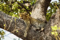 Днем Гепард лежит на ветвях деревьев, дельта Окаванго, Ботсвана — стоковое фото