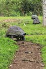 Visão diurna de volta de tartarugas Galápagos na grama — Fotografia de Stock