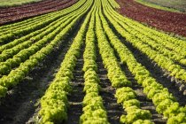 Поле с рядами салата Lolo Rosso и зелеными листьями салата на солнце — стоковое фото