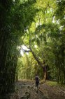 США, Гавайи, Мауи, Национальный парк Халеакала, женщина, путешествующая по тропе Пипивай через бамбуковый лес — стоковое фото