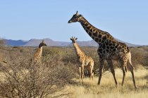 Africa, Namibia, Kaokoland, Namib deserto, tre giraffe adattate al deserto — Foto stock