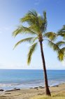 Estados Unidos, Hawai, Maui, Lahaina, palmeras en la playa - foto de stock