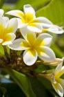 Mauritius, Frangipani blühen aus nächster Nähe — Stockfoto