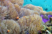 Vista panorámica del arrecife de coral durante el día, Isla Tioman, Mar del Sur de China, Malasia - foto de stock