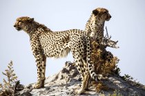 Botswana, Delta del Okavango, dos guepardos buscando presas - foto de stock