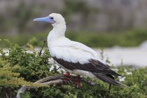 Vista laterale diurna del booby dai piedi rossi seduto sul ramo — Foto stock