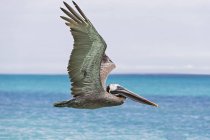 Visão lateral diurna do pelicano marrom voador — Fotografia de Stock