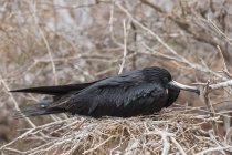 Tagsüber Blick auf herrliche Fregattvögel sitzt im Nest — Stockfoto