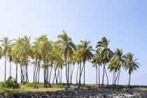 USA, Hawaii, Big Island, Honaunau-Napoopoo, palme e rocce ignee a Puuhonua o Honaunau — Foto stock