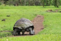 Indietro vista di camminare Galapagos tartaruga — Foto stock