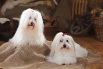 Coton de tulear Hunde sitzen auf Sacktuch in Scheune — Stockfoto