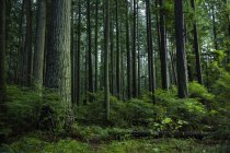 Канада, Ванкувер, лес в дневное время — стоковое фото