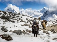 Непал, Хумбу, Эверест, Якс в базовом лагере Фауче — стоковое фото