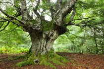 Spain, Trees at Urkiola Natural Park — Stock Photo