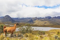 Equador, Parque Nacional de Cajas, lama em pé em uma colina em frente a uma lagoa — Fotografia de Stock