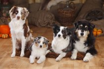 Pastore australiano e tre cani da pastore australiani in miniatura sul pavimento in legno nel fienile — Foto stock
