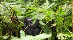 Uganda, bwindi undurchdringlicher Nationalpark, bwindi undurchdringlicher Wald, Berggorilla — Stockfoto