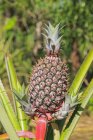 Vue diurne de la culture de l'ananas dans la nature — Photo de stock