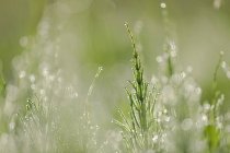 Schachtelhalm oder Ackerschachtelhalm, equisetum arvense, mit Tautropfen — Stockfoto