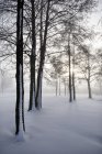 Österreich, Mondsee, schneebedeckte Bäume bei Gegenlicht — Stockfoto