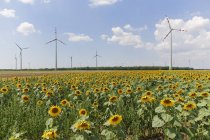 Blick Sonnenblumenfeld und Windpark moenchhof-halbturn im Burgenland, Österreich — Stockfoto