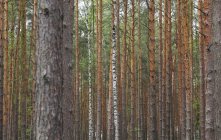 Ліс з деревами денний час — стокове фото