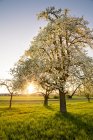 Germany, Baden-Wuerttemberg near Tuebingen, blossoming pear tree on a meadow with scattered fruit trees in the evening — Stock Photo