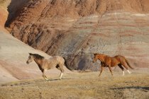Two galloping wild horses at Big Horn Mountains, Wyoming, USA — Stock Photo