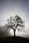 Österreich, Mondsee, Obstbaum im Morgennebel — Stockfoto