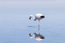 Chile, Flamenco andino, Fenicoparrus andinus, espejos en agua de Laguna Cejar - foto de stock
