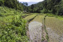 Таїланд, Чіанг маи, рисові поля — стокове фото