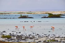 Caribe, Antilhas Neerlandesas, Bonaire, Flamingos na água durante o dia — Fotografia de Stock
