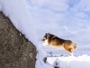 Німеччина, Шетландськіє вівчарки, перестрибуючи через стовбур дерева зі снігом — стокове фото