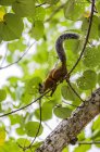 Costa Rica, variegated squirrel on branch — Stock Photo