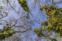 Costa Rica, Lianengewächse, niedriger Blickwinkel — Stockfoto