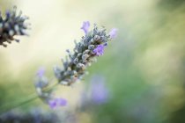 Nahaufnahme von Lavendelblüten im grünen, sonnigen Feld — Stockfoto