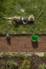 Vista aérea del hombre acostado en la hierba relajándose de la jardinería - foto de stock