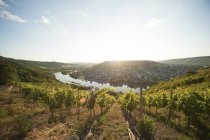 Germania, Renania-Palatinato, Bernkastel-Kues, veduta di filari di alberi e fiume sullo sfondo — Foto stock
