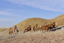 USA, Wyoming, due cowboy che allevano cavalli nei calanchi — Foto stock
