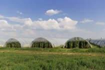 Austria, Burgenland, Sankt Andrae am Zicksee, Casas verdes, Cultivo de plantas de tomate - foto de stock