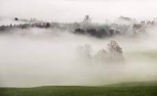 Autriche, Mondsee, forêt d'automne dans la brume du matin — Photo de stock