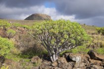 Îles Canaries, La Gomera, Alajero, Euphorbia berthelotii avec le mont Calvario en arrière-plan — Photo de stock