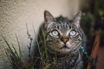 Tabby gato escondido entre plantas en terraza - foto de stock