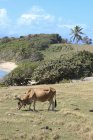 Карибського басейну, Гваделупа, Grande-Terre, великої рогатої худоби випасу gras Bos primigenius taurus — стокове фото