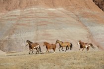 USA, Wyoming, Big Horn Mountains, four galloping wild horses — Stock Photo