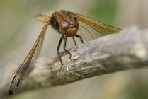 Libellula fulva libellule — Photo de stock