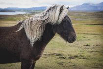 Islandia, Bjarnarhoefn, Islandia vista de perfil de caballo, paisaje natural sobre fondo - foto de stock