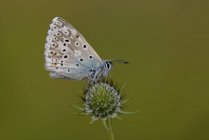 Синяя бабочка Чалхилла — стоковое фото