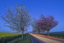 Цветущие вишни на проселочной дороге, голубой час, Германия — стоковое фото